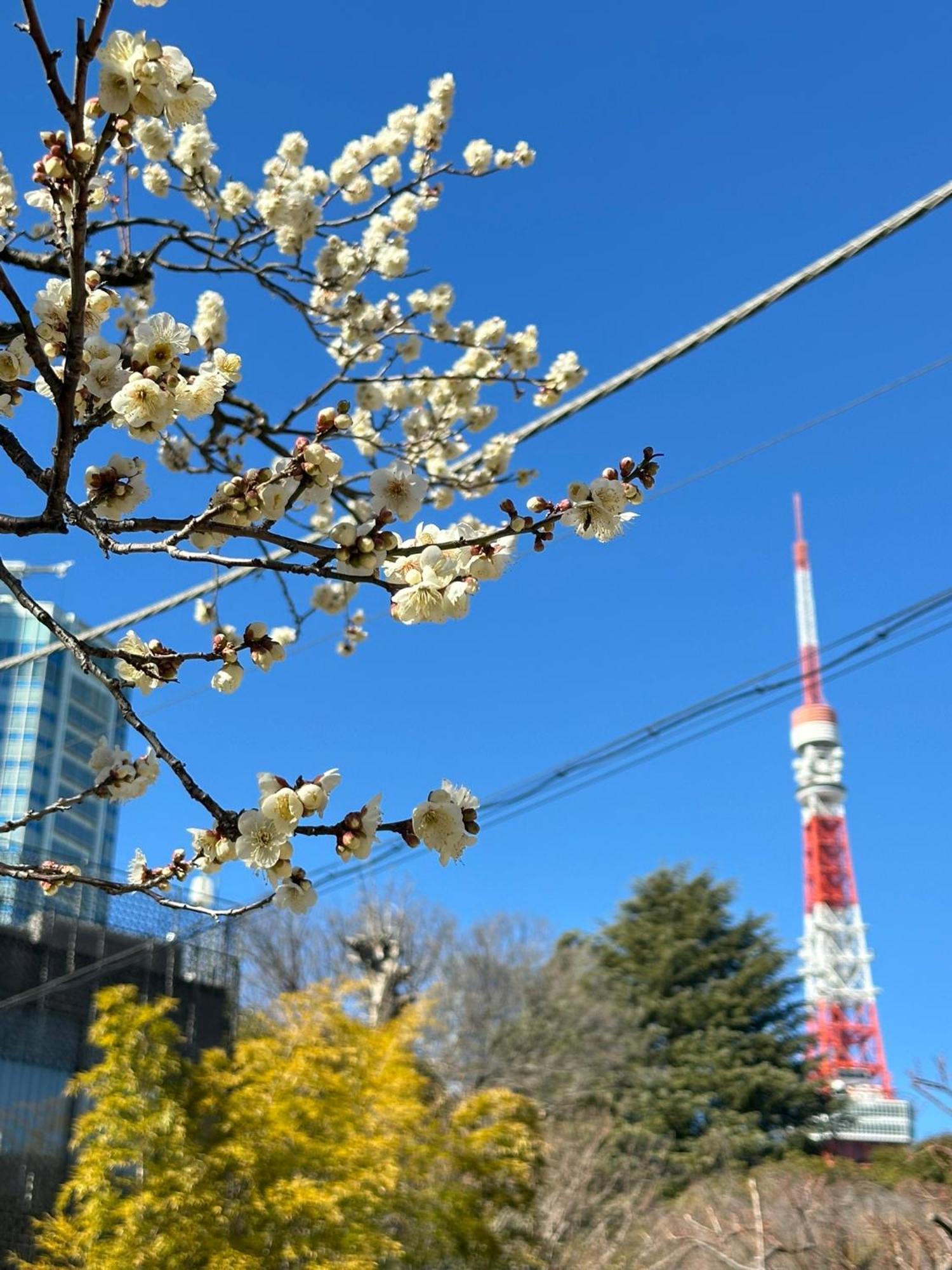 Rose Stay Tokyo Shiba Park Eksteriør bilde